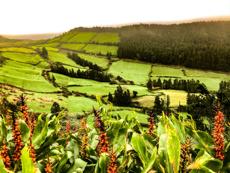 The Azores - green nature