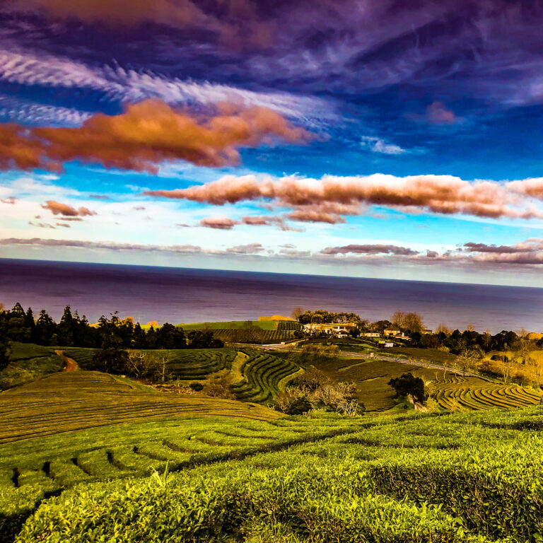 Azoren - Chá Gorreana Tea plantation