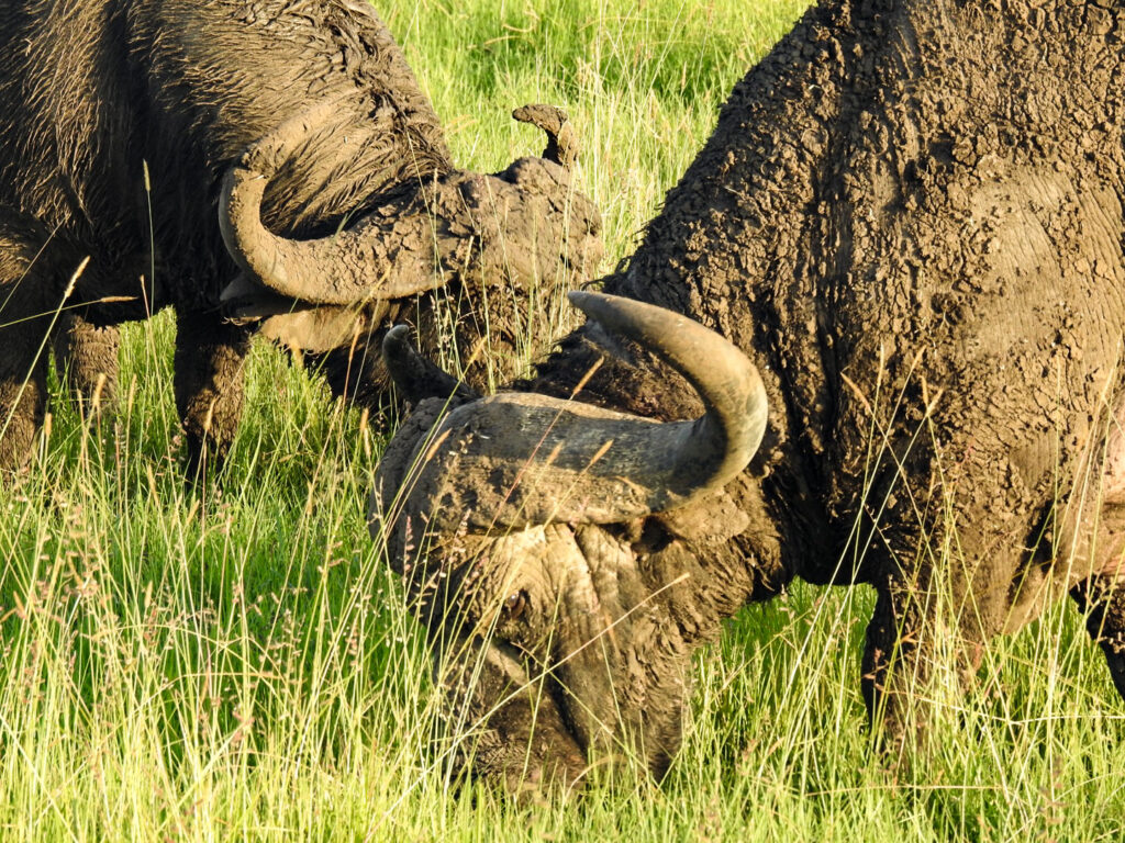 BIG 5 member The Buffalo Masai Mara - Kenya