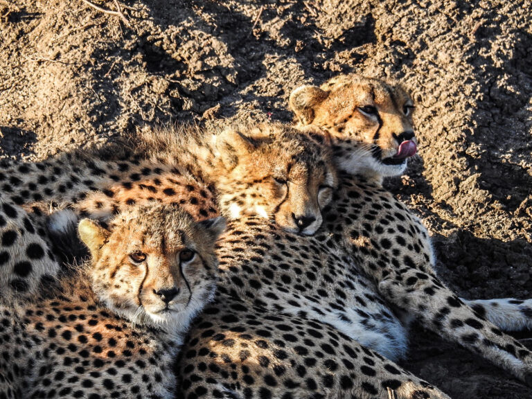 Three little cheetahs Masai Mara - Kenya