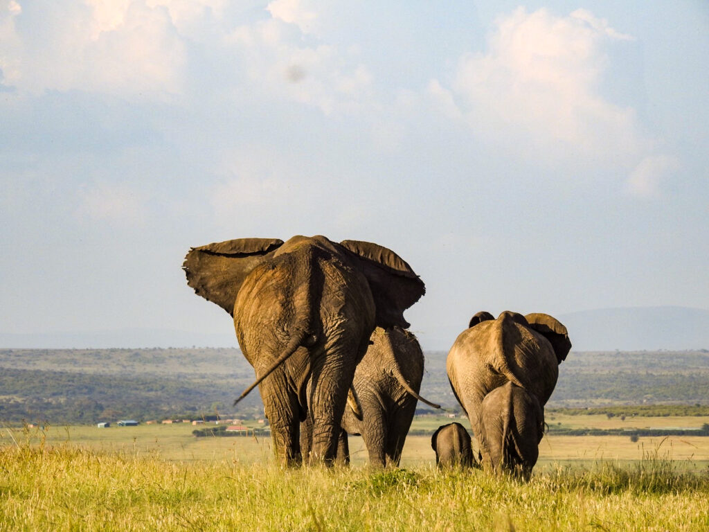 Elephants from the back Masai Mara - Kenya