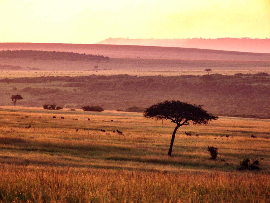 View Masai Mara