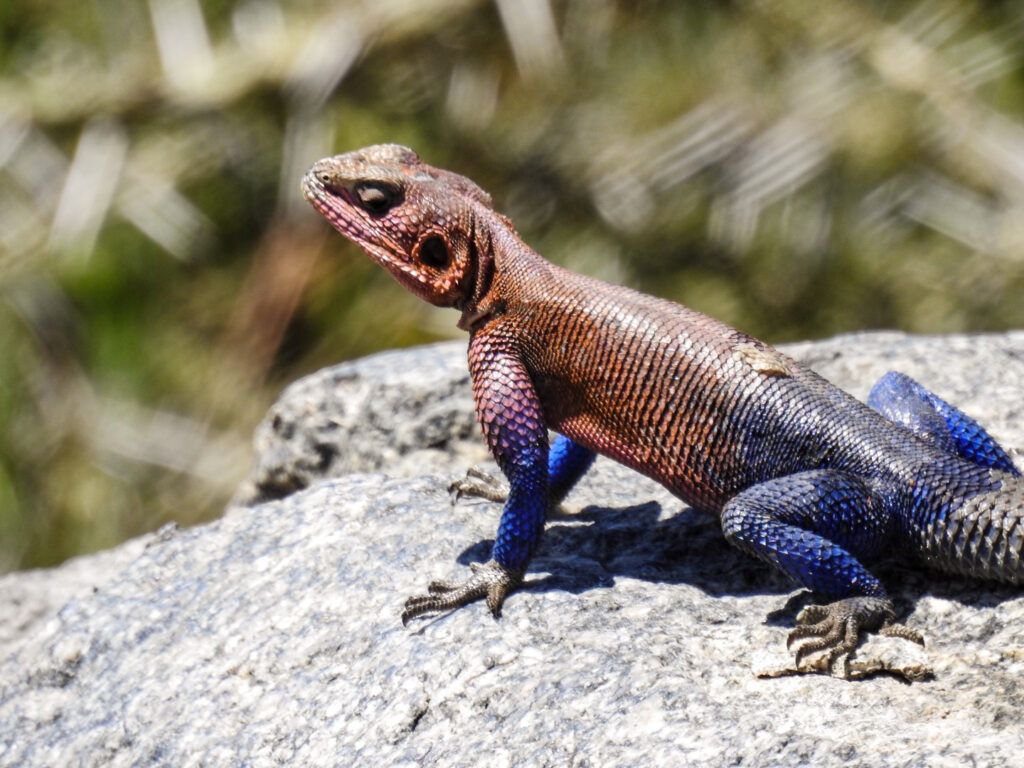 Little animals - Salamander - in The Serengeti - Tanzania