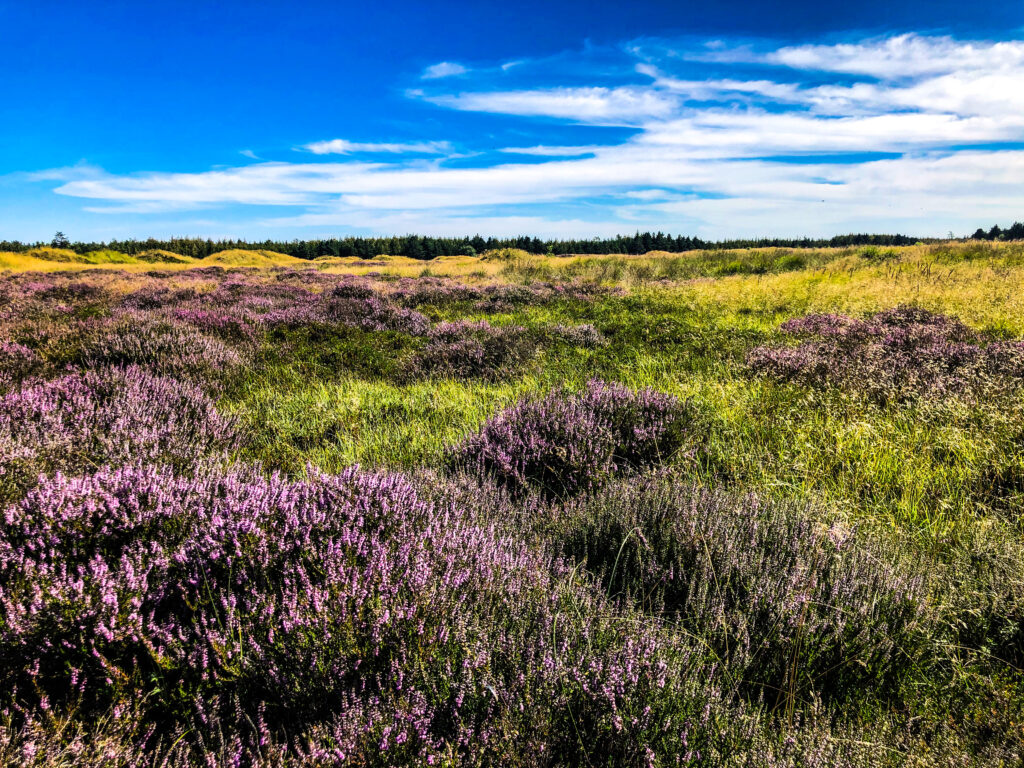 Stensbaekplantage - Ribe | Denmark