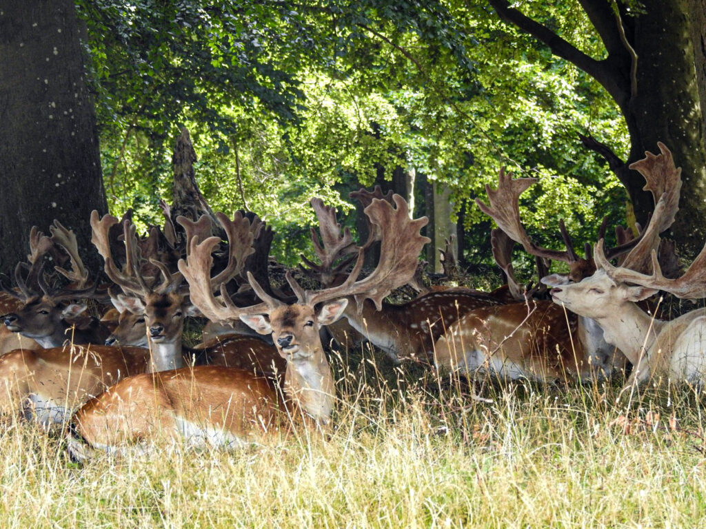 Jaegersborg Dyrehave - Herten spotten Denemarken