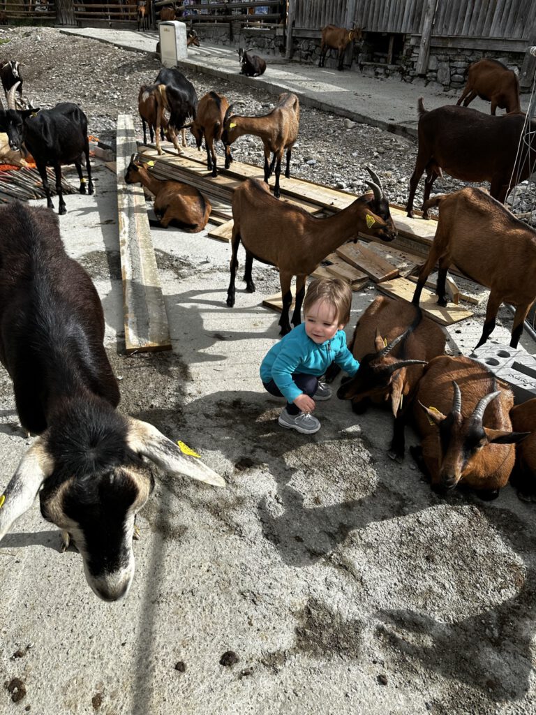 Geitendorpje hoog in de Franse Alpen