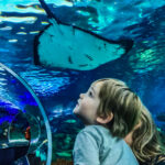 Stingrays bekijken in het Toronto aquarium